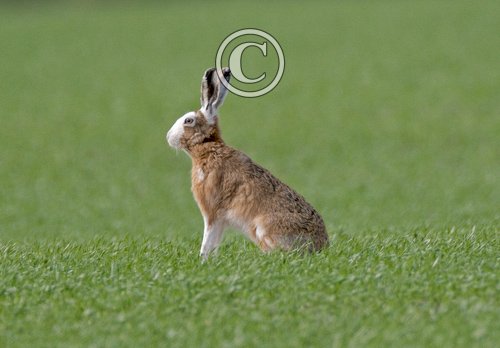 Brown Hare  DM0914